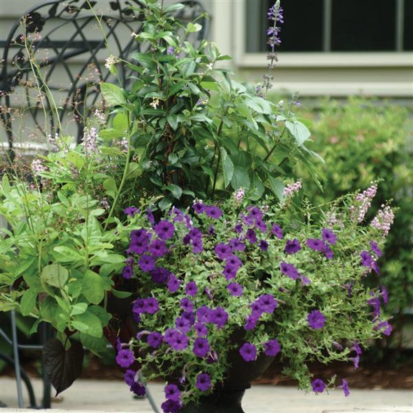 Easy Wave® Blue Spreading Petunia - Commercial Landscape 1