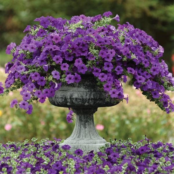 Easy Wave® Blue Spreading Petunia - Container