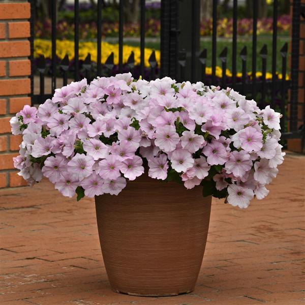 Easy Wave® Pink Pearl Spreading Petunia - Container