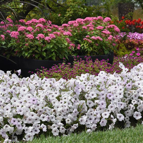 Easy Wave® Silver Spreading Petunia - Commercial Landscape 1