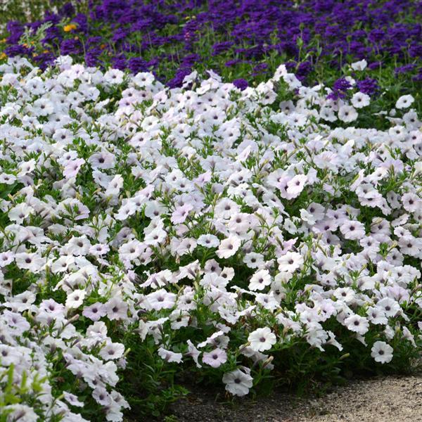 Easy Wave® Silver Spreading Petunia - Landscape