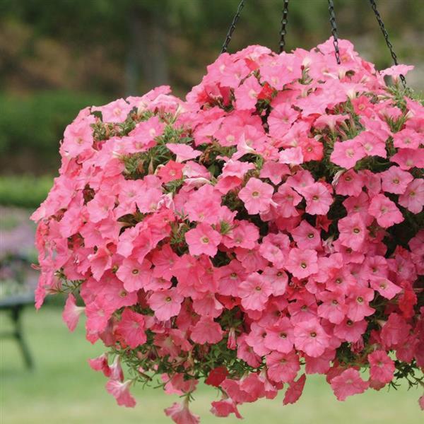 Easy Wave® Coral Reef Spreading Petunia - Basket