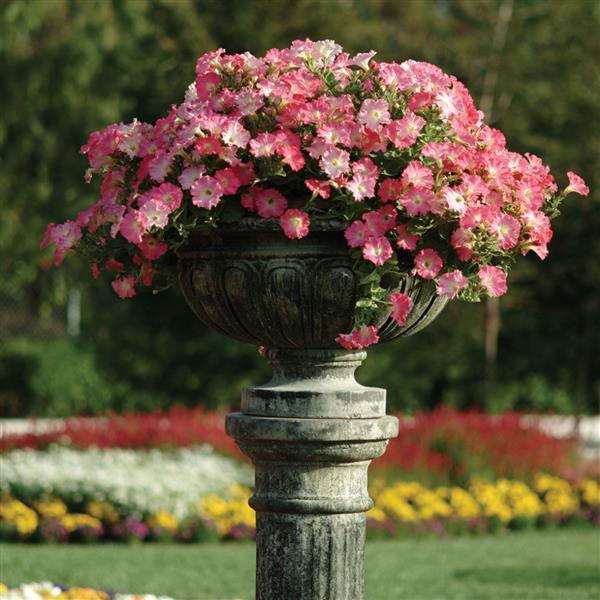 Easy Wave® Rosy Dawn Spreading Petunia - Commercial Landscape 4