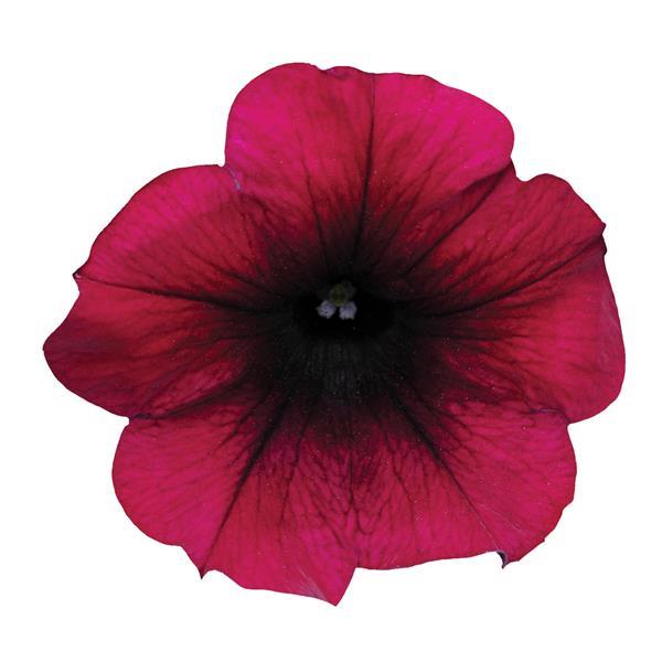 Easy Wave® Burgundy Velour Spreading Petunia - Bloom