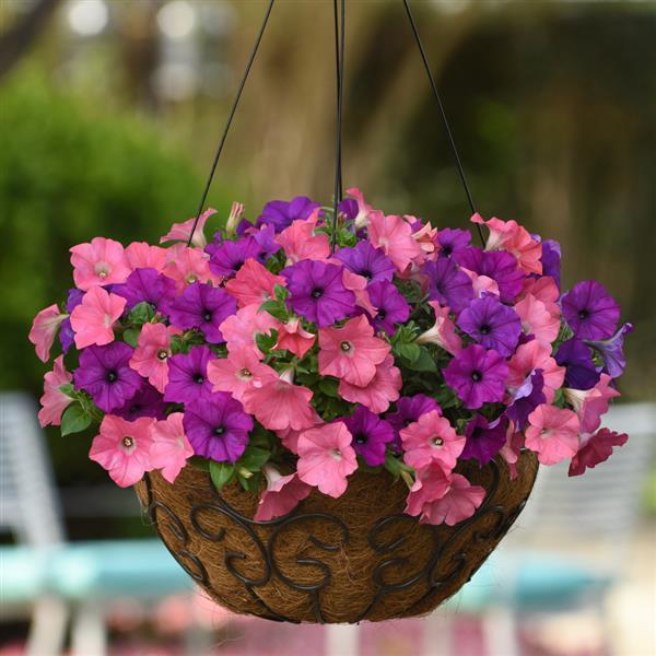Easy Wave® Opposites Attract Mixture Spreading Petunia - Basket