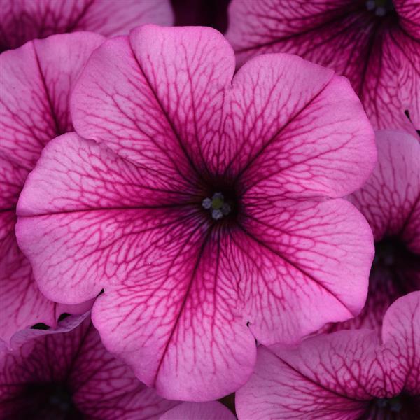 Easy Wave® Rose Fusion Spreading Petunia - Bloom