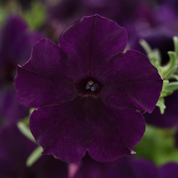 Easy Wave® Navy Velour Spreading Petunia - Bloom
