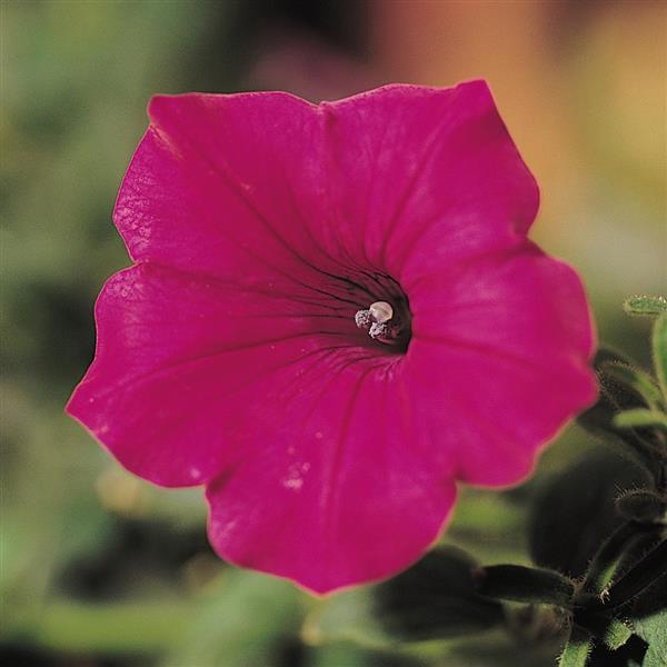 Tidal Wave® Cherry Spreading Petunia - Bloom