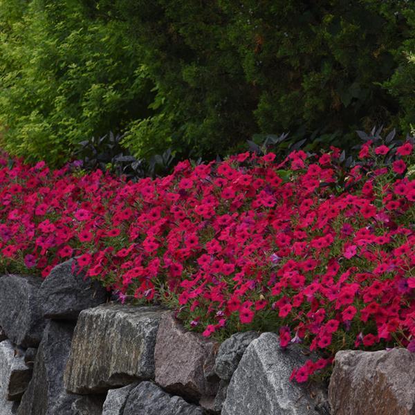 Tidal Wave® Cherry Spreading Petunia - Landscape