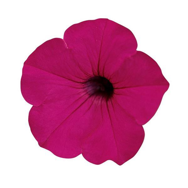 Tidal Wave® Purple Spreading Petunia - Bloom