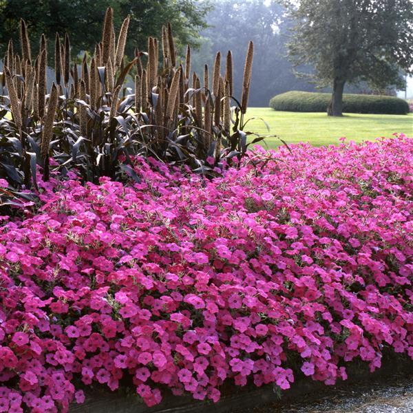 Tidal Wave® Purple Spreading Petunia - Commercial Landscape 1