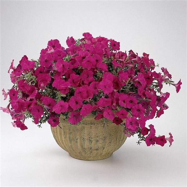 Tidal Wave® Purple Spreading Petunia - Container