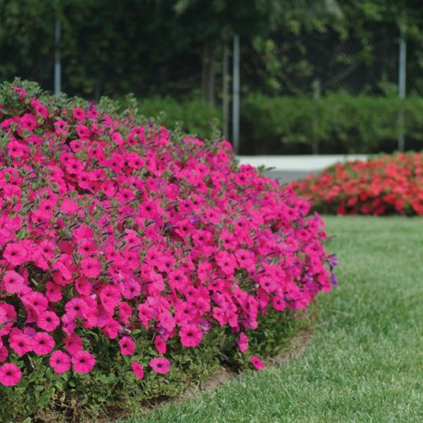 Tidal Wave® Purple Spreading Petunia - Landscape