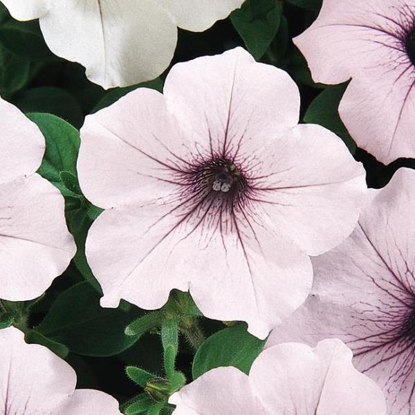 Tidal Wave® Silver Spreading Petunia - Bloom