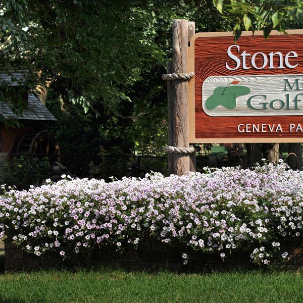 Tidal Wave® Silver Spreading Petunia - Commercial Landscape 3