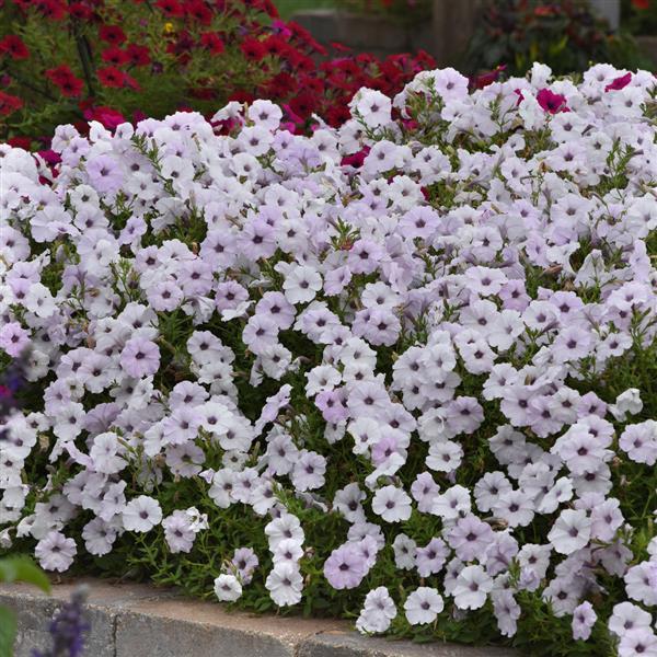 Tidal Wave® Silver Spreading Petunia - Commercial Landscape 4