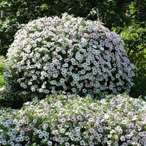 Tidal Wave® Silver Spreading Petunia - Container