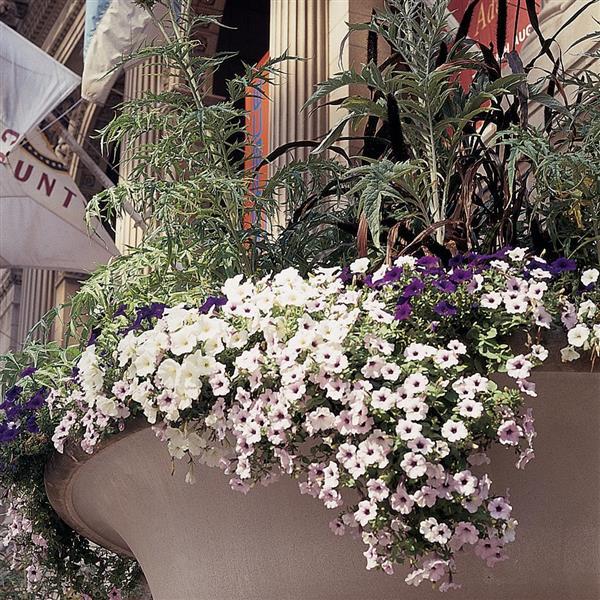 Tidal Wave® Silver Spreading Petunia - Displays