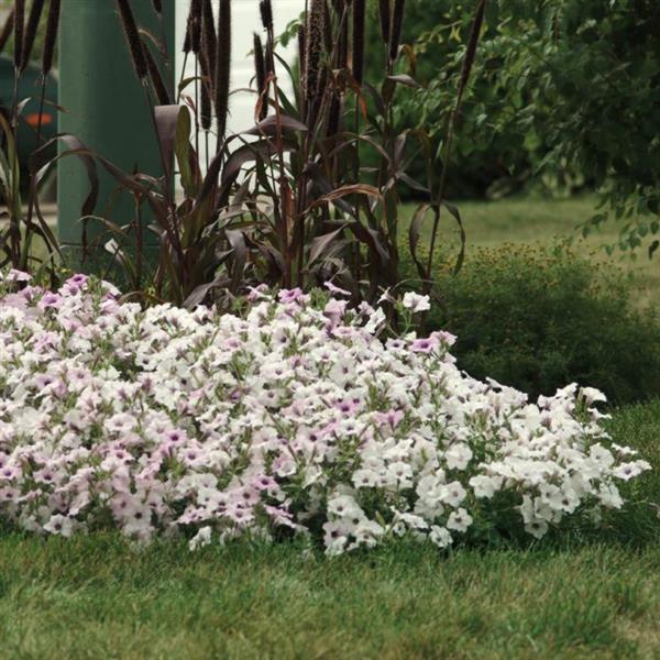 Tidal Wave® Silver Spreading Petunia - Landscape