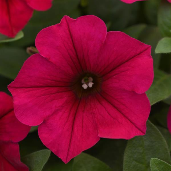 Wave® Carmine Velour Spreading Petunia - Bloom