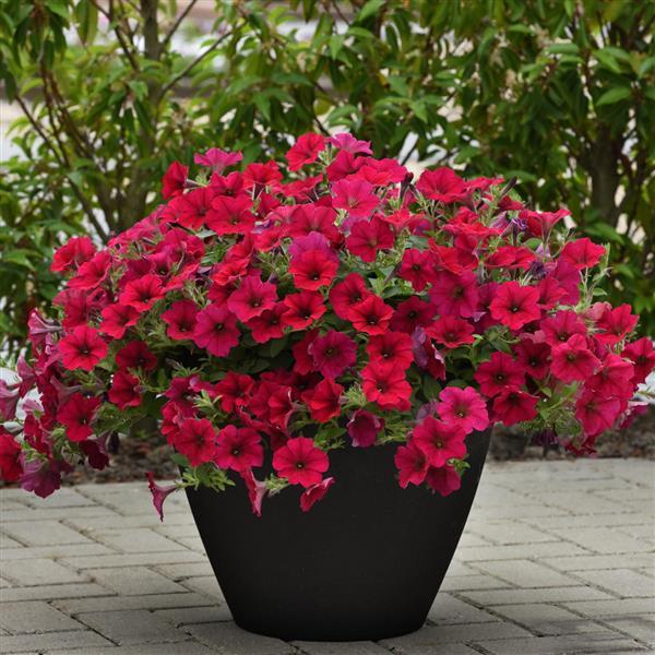 Wave® Carmine Velour Spreading Petunia - Container