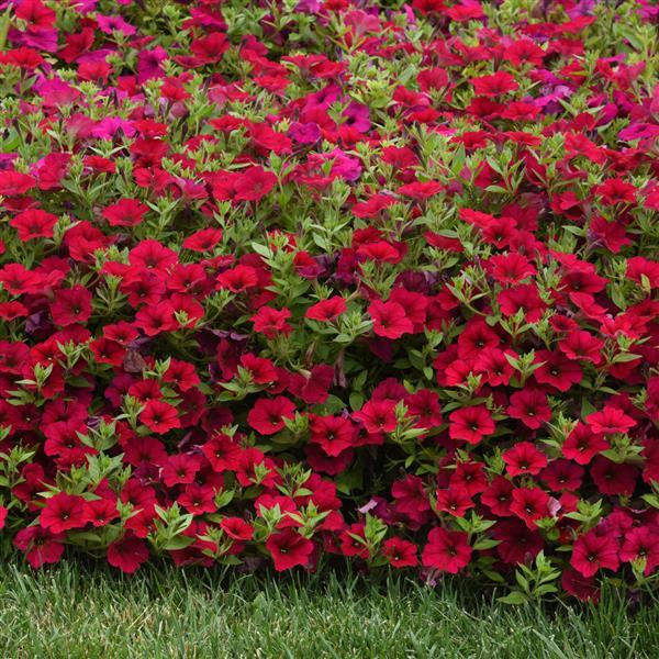 Wave® Carmine Velour Spreading Petunia - Landscape