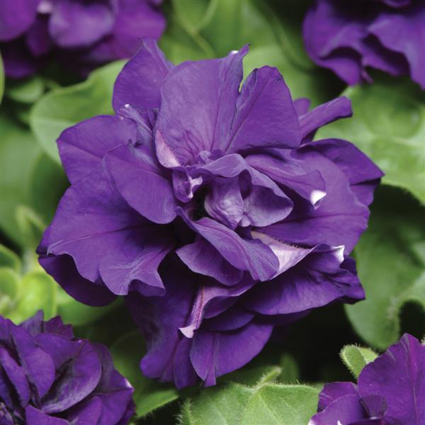 Double Madness™ Blue Double Petunia - Bloom