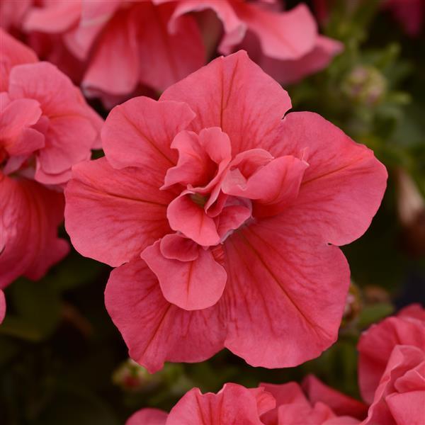 Double Madness™ Salmon Double Petunia - Bloom