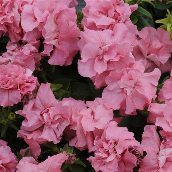 Double Madness™ Satin Pink Double Petunia - Bloom