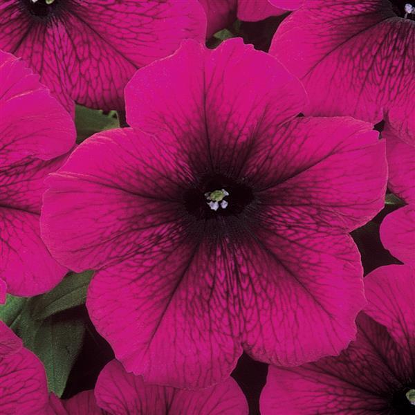 Madness® Burgundy Petunia - Bloom