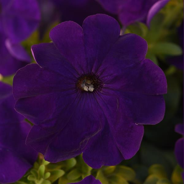 Madness® Midnight Petunia - Bloom