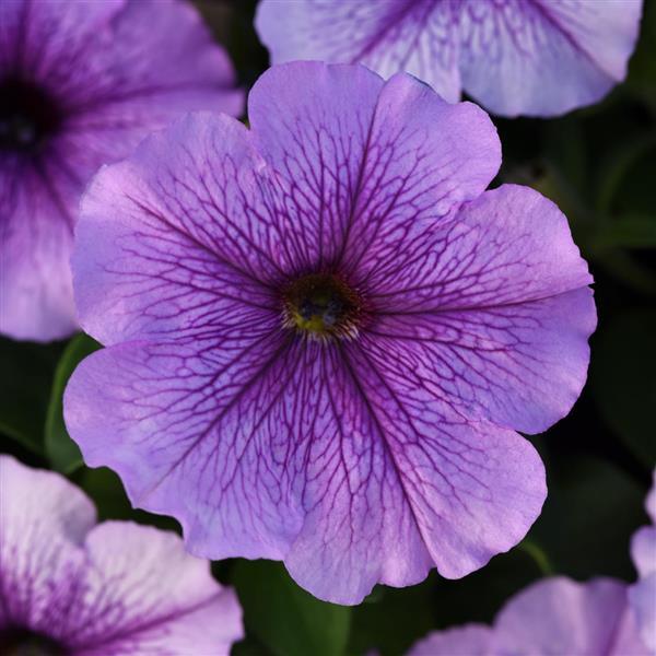 Madness® Orchid Petunia - Bloom