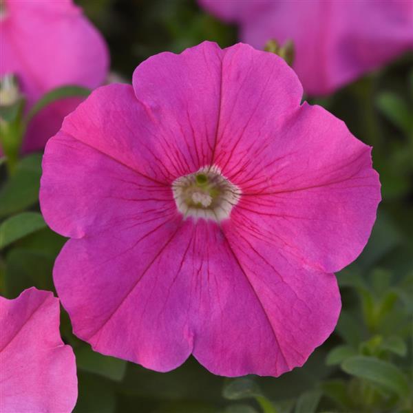 Madness® Pink Petunia - Bloom