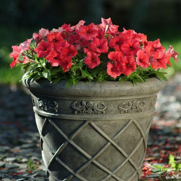 Madness® Red Petunia - Container