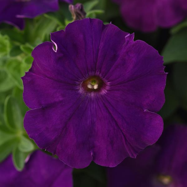 Madness® Royal Petunia - Bloom