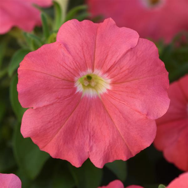 Madness® Simply Petunia - Bloom