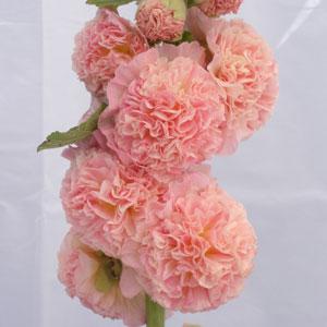 Alcea Chater's Salmon Pink - Bloom