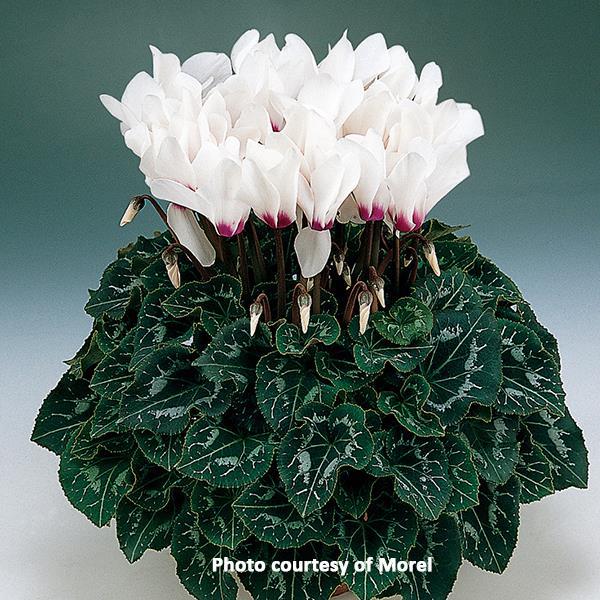 Halios® White Eye Cyclamen - Bloom