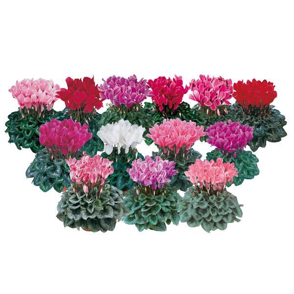 Halios® Winter Mix Cyclamen - Bloom