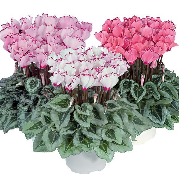 Metis® Select Victoria Deco Mix Cyclamen - Bloom