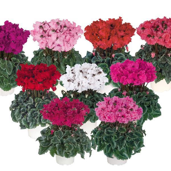 Metis® Select Crispino Mix Cyclamen - Bloom
