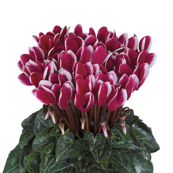 Metis® Select Fantasia Deep Magenta Cyclamen - Bloom