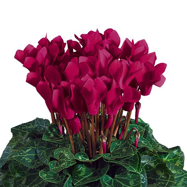 Tianis® Deep Magenta Cyclamen - Bloom