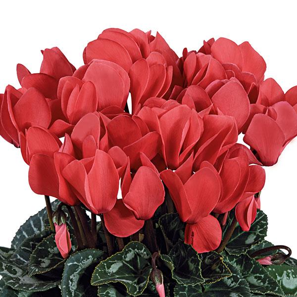 Tianis® Deep Salmon Cyclamen - Bloom
