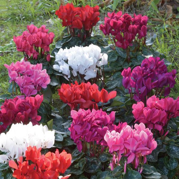 Tianis® Success Mix Cyclamen - Bloom