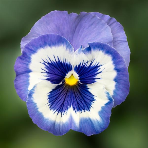 Delta Pro Marina Pansy - Bloom