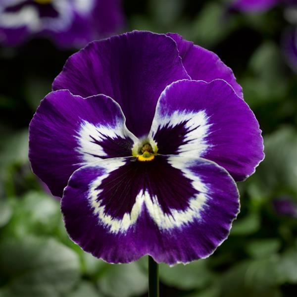 Delta Pro Violet & White Pansy - Bloom