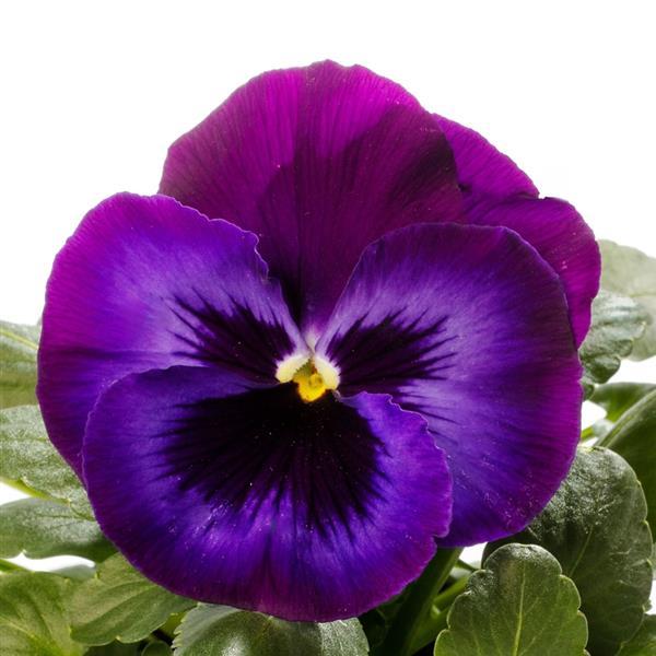 Delta Pro Neon Violet Pansy - Bloom