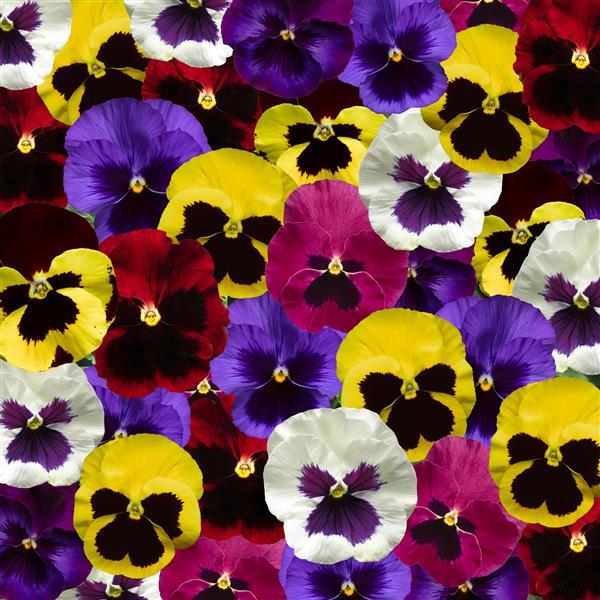 Delta Pro Blotch Mix Pansy - Bloom