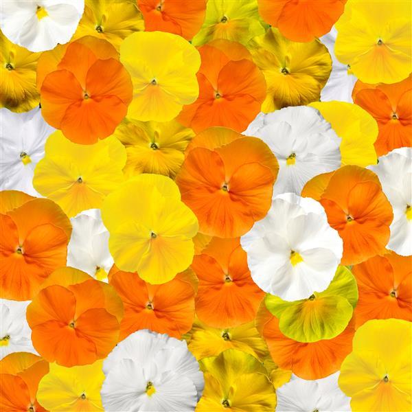 Delta Pro Citrus Mix Pansy - Bloom